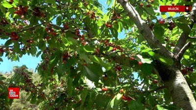 Türkiye’de ikinci kiraz hasadı Bilecik’te gerçekleştirildi