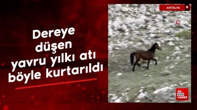 Dereye düşen yavru yılkı atı böyle kurtarıldı