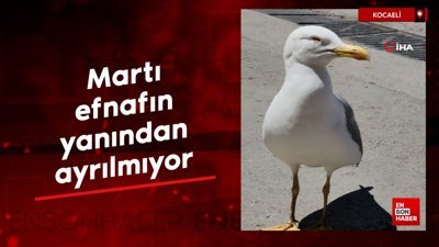 Kocaeli'de martı kendisini besleyen esnafın yanından ayrılmıyor