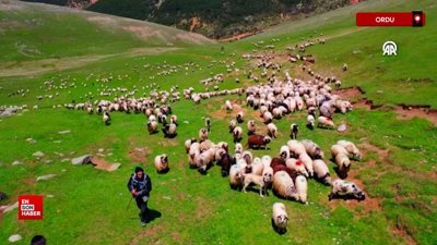 Ordulu çobanların 4 gün sürecek yayla yolculuğu başladı