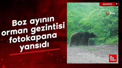 Sakarya'da boz ayının orman gezintisi fotokapana yansıdı