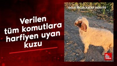 Verilen tüm komutlara harfiyen uyan kuzu