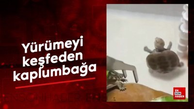 Yürümeyi keşfeden kaplumbağa