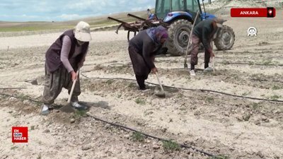 Ankara'da yüzyıllık domates tohumları toprakla buluştu