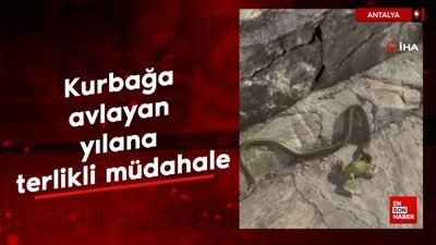 Antalya'da kurbağa avlayan yılana terlikli müdahale