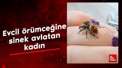 Evcil örümceğine sinek avlatan kadın