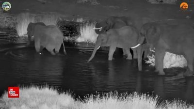 Fil avlamaya çalışan timsah görüntülendi