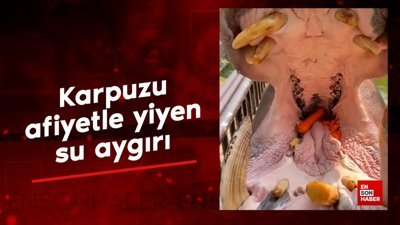 Karpuzu afiyetle yiyen su aygırı