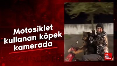 Motosiklet kullanan köpek kamerada