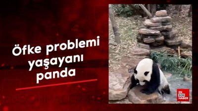 Öfke problemi yaşayanı panda