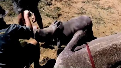 Yavru gergedanın annesini koruma çabası