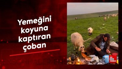 Yemeğini koyuna kaptıran çoban
