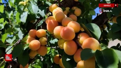 Denizli’de erkenci kayısıların hasadına başlandı