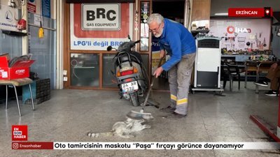 Erzincan'da fırçalanmayı seven kedi