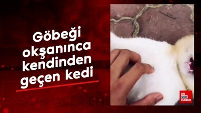 Göbeği okşanınca kendinden geçen kedi