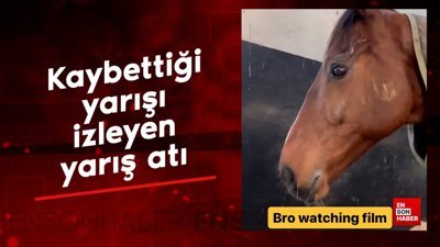 Kaybettiği yarışı izleyen yarış atı