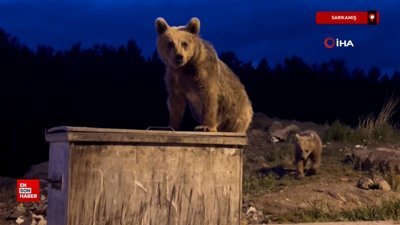 Sarıkamış’ta yavru ayıların çöp konteyneriyle sınavı