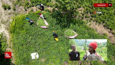 Senegalli işçiler çay hasadında