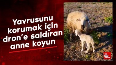 Yavrusunu korumak için drone saldıran anne koyun