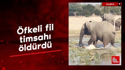 Zambiya'da öfkeli fil timsahı öldürdü