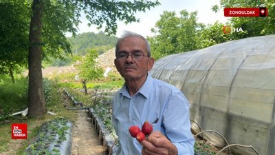 Zonguldak'ta hobi amaçlı başladığı çilek yetiştiriciliği gelir kapısı oldu