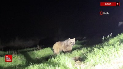 Bitlis'te ayılar kış uykusundan uyandı