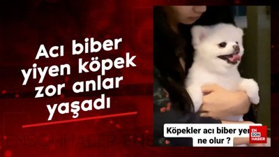 Acı biber yiyen köpek zor anlar yaşadı