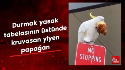 Durmak yasak tabelasının üstünde kruvasan yiyen papağan