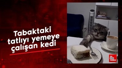 Tabaktaki tatlıya ulaşmaya çalışan kedi