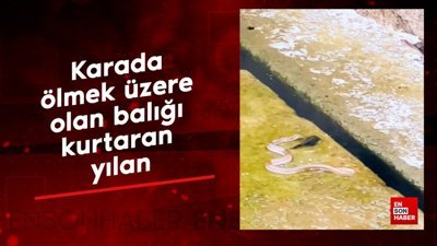Karada ölmek üzere olan balığı kurtaran yılan