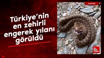 Şemdinli’de Türkiye’nin en zehirli engerek yılanı görüldü