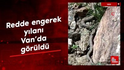Türkiye’nin en zehirli yılan türlerinden redde engerek yılanı Van'da görüldü