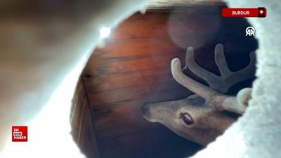 Salda Gölü çevresine 7 kızıl geyik daha bırakıldı