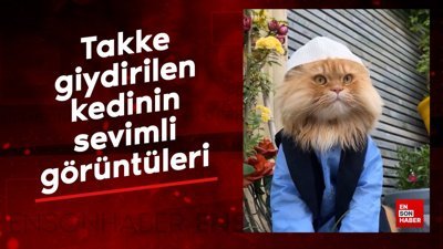Takke giydirilen kedinin sevimli görüntüleri