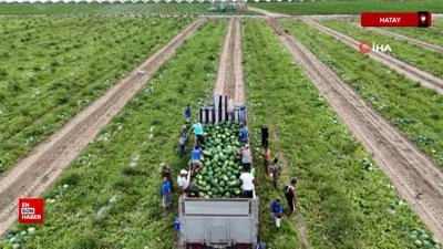 Hatay'da erkenci karpuz, depremzede çiftçinin yüzünü güldürdü