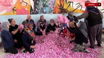 Isparta'da gül çiçeğinde 12 bin ton rekolte beklentisi