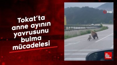Tokat'ta anne ayının yavrusunu bulma mücadelesi