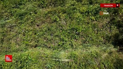 Trabzon'da fındığa ve çaya alternatif oldu: Salebin kilosu bin 500 TL