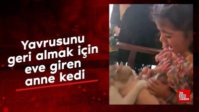 Yavrusunu geri almak için eve giren anne kedi