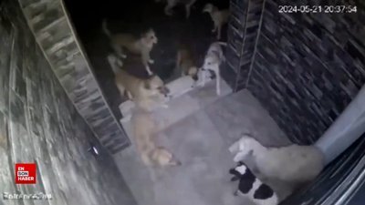 Annesinin arkasına sığınan kuzuya saldıran sokak köpekleri