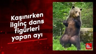Kaşınırken ilginç dans figürleri yapan ayı