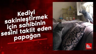 Kediyi sakinleştirmek için sahibinin sesini taklit eden papağan