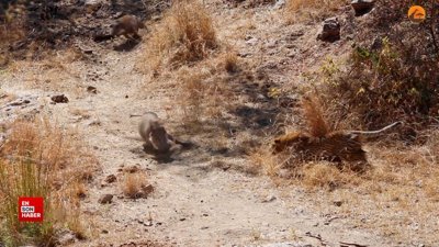 Leoparın ayağına giden yaban domuzu