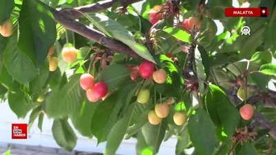 Malatya'da tescilli dalbastı kirazında bu sezon 800 ton rekolte bekleniyor