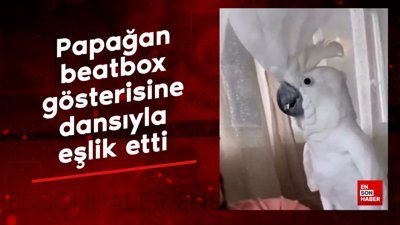 Papağan beatbox gösterisine dansıyla böyle eşlik etti