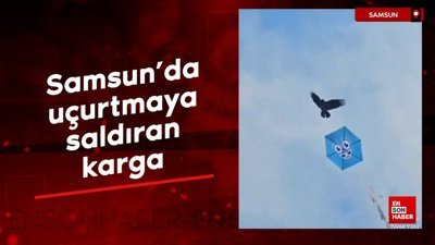 Samsun'da uçurtmaya saldıran karga
