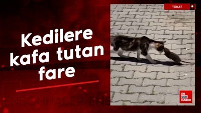 Kedilere kafa tutan fare