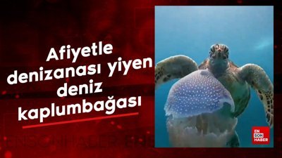 Afiyetle denizanası yiyen deniz kaplumbağası