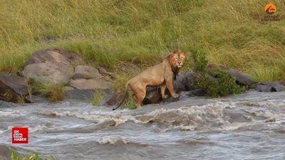Aslan sürüsü coşan nehirden karşıya geçti