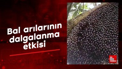 Bal arılarının dalgalanma etkisi